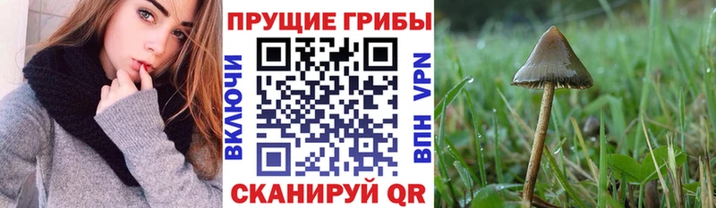Псилоцибиновые грибы Psilocybe  Дальнереченск 